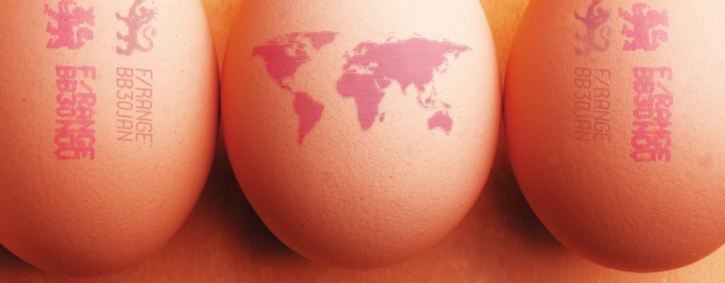 eggs 1