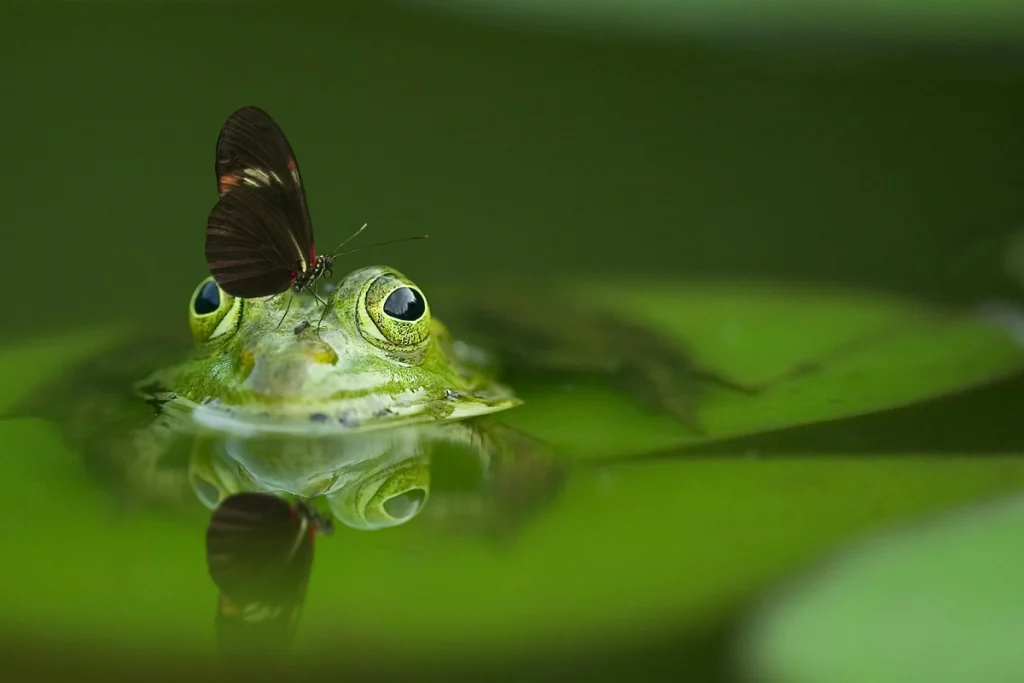 żaba i motyl